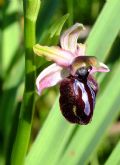 Ophrys sipontensis